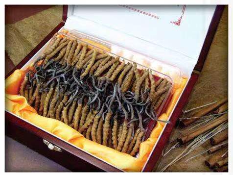 息烽冬虫夏草回收